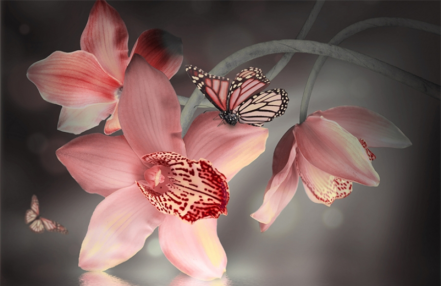 фотообои Фотообои Бабочка на цветке орхидеи