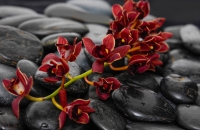 фотообои Фотообои Красная орхидея